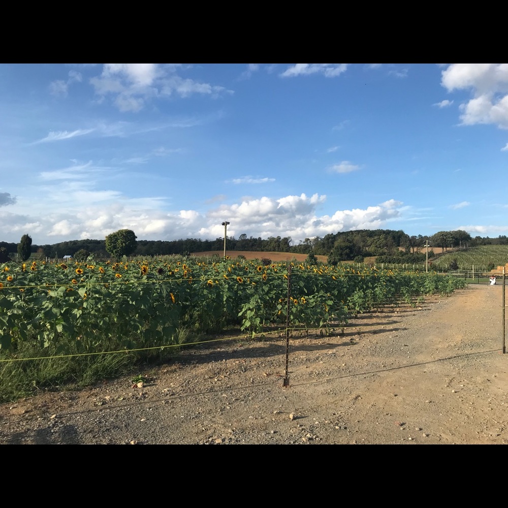 Meet your Posher, Rachel